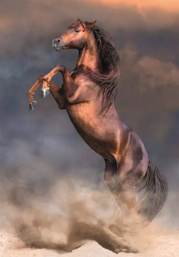 Hochwertige Wild Red Stallion Puzzle 500pcs