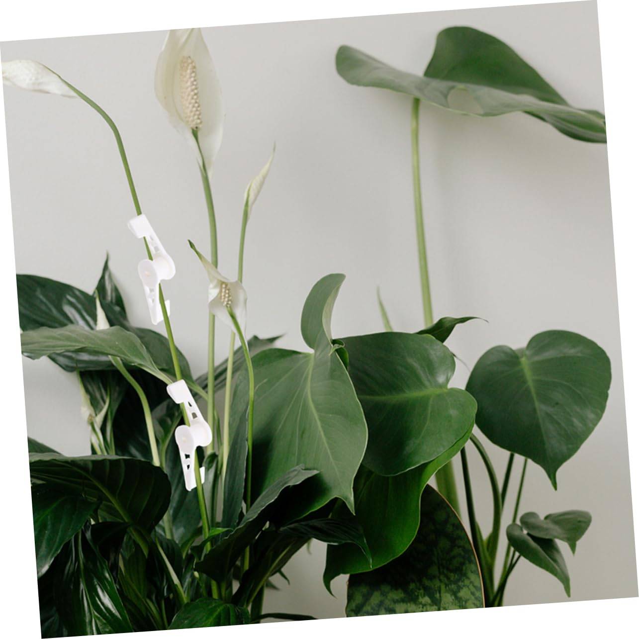 360 Grad verstellbare Pflanzentrainer-Clips White
