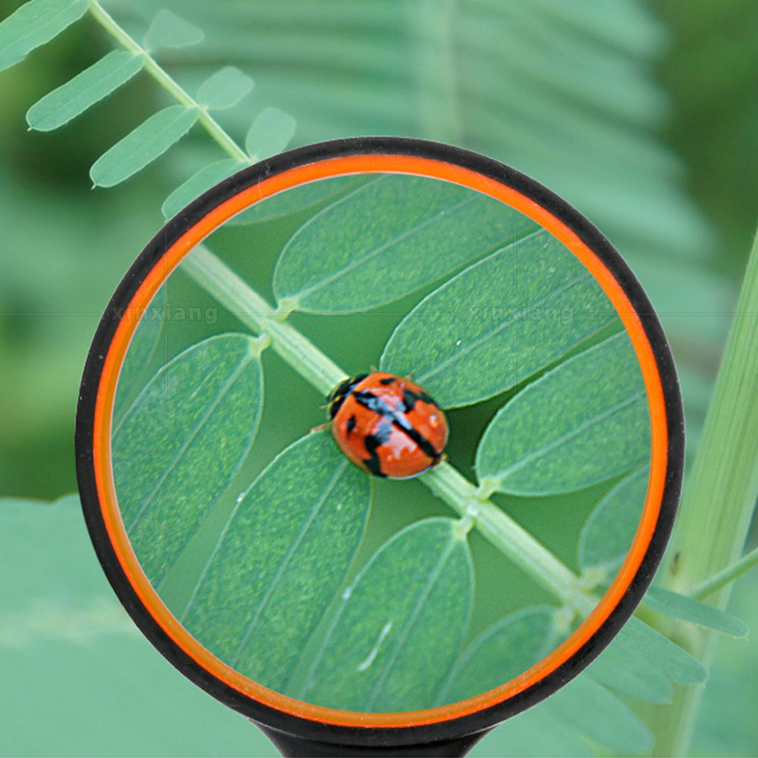 10-facher Lupengriff – perfekt zum Lesen 75 mm