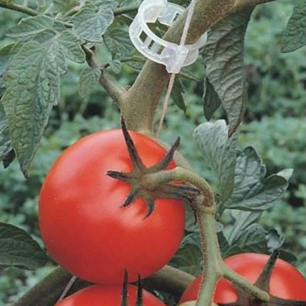 100Stk Pflanzenclips, Pflanzenklammern Tomatenclips Transparent