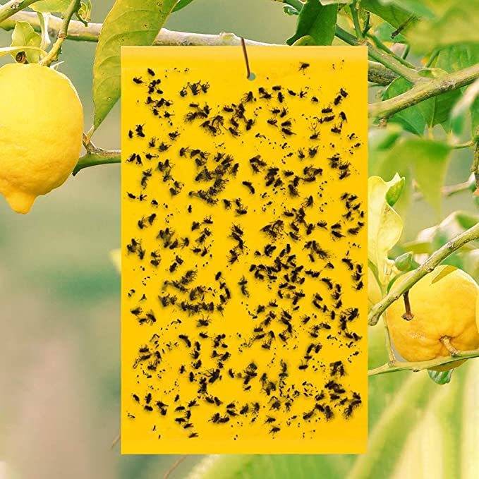 Insektenfalle für den Garten - 60er Pack S