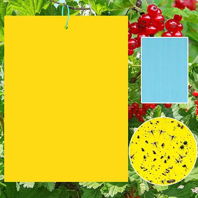Insektenfalle für den Garten - 60er Pack S