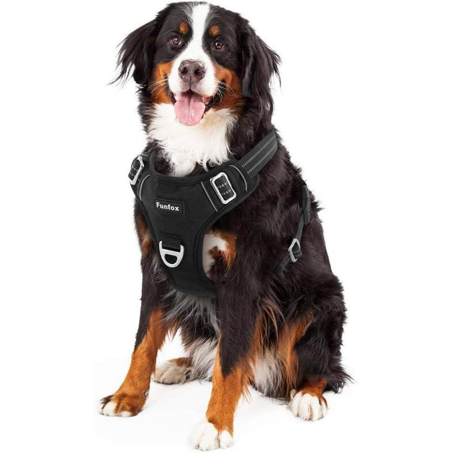 Ein Berner Sennenhund sitzt auf weißem Hintergrund und trägt ein schwarzes 