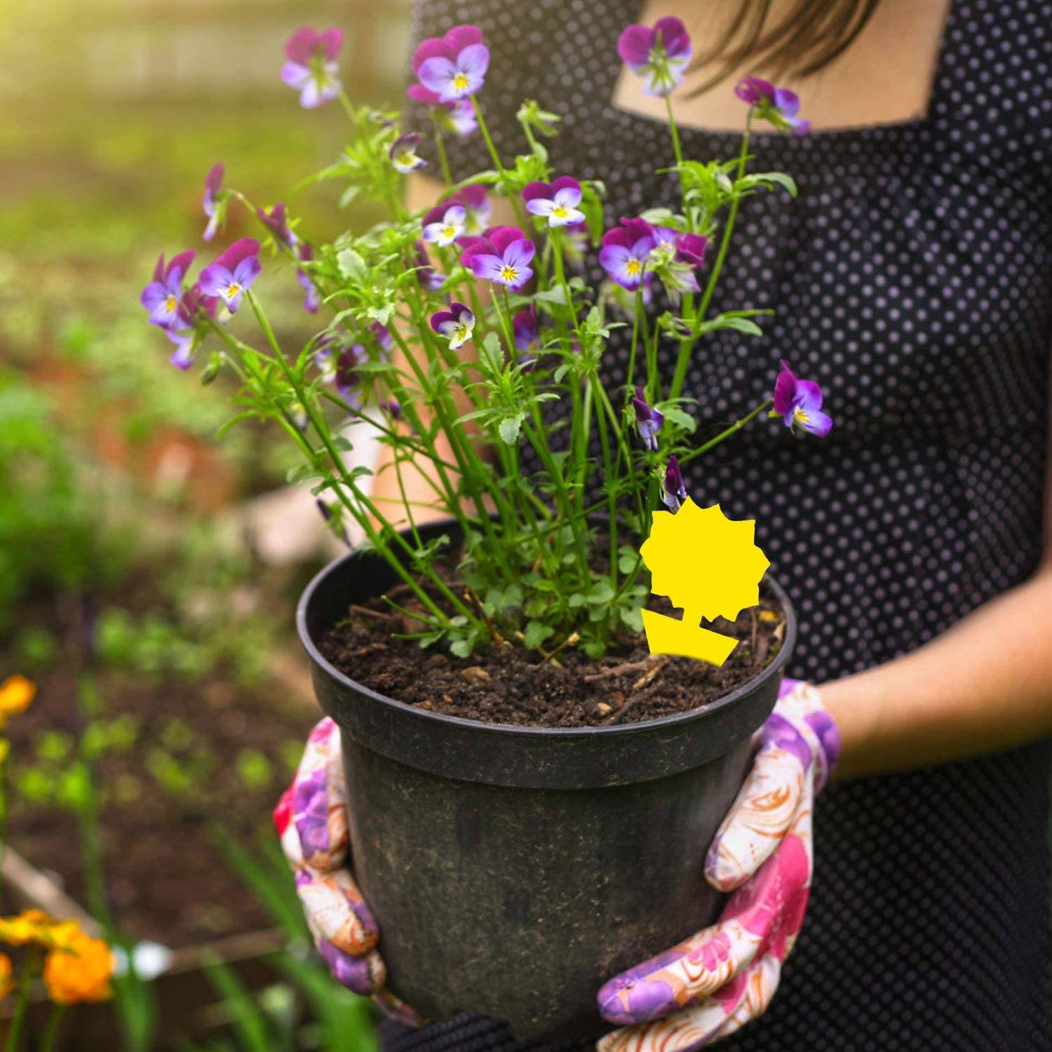 Person, die einen schwarzen Topf mit violett blühenden Pflanzen im Garten hält, mit einem sichtbaren gelben Pflanzenetikett.