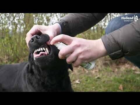 Eine Person trägt einem schwarzen Hund im Freien ein Medikament mündlich auf, wobei sie die Schnauze des Hundes offen hält, während sie die Behandlung verabreicht.