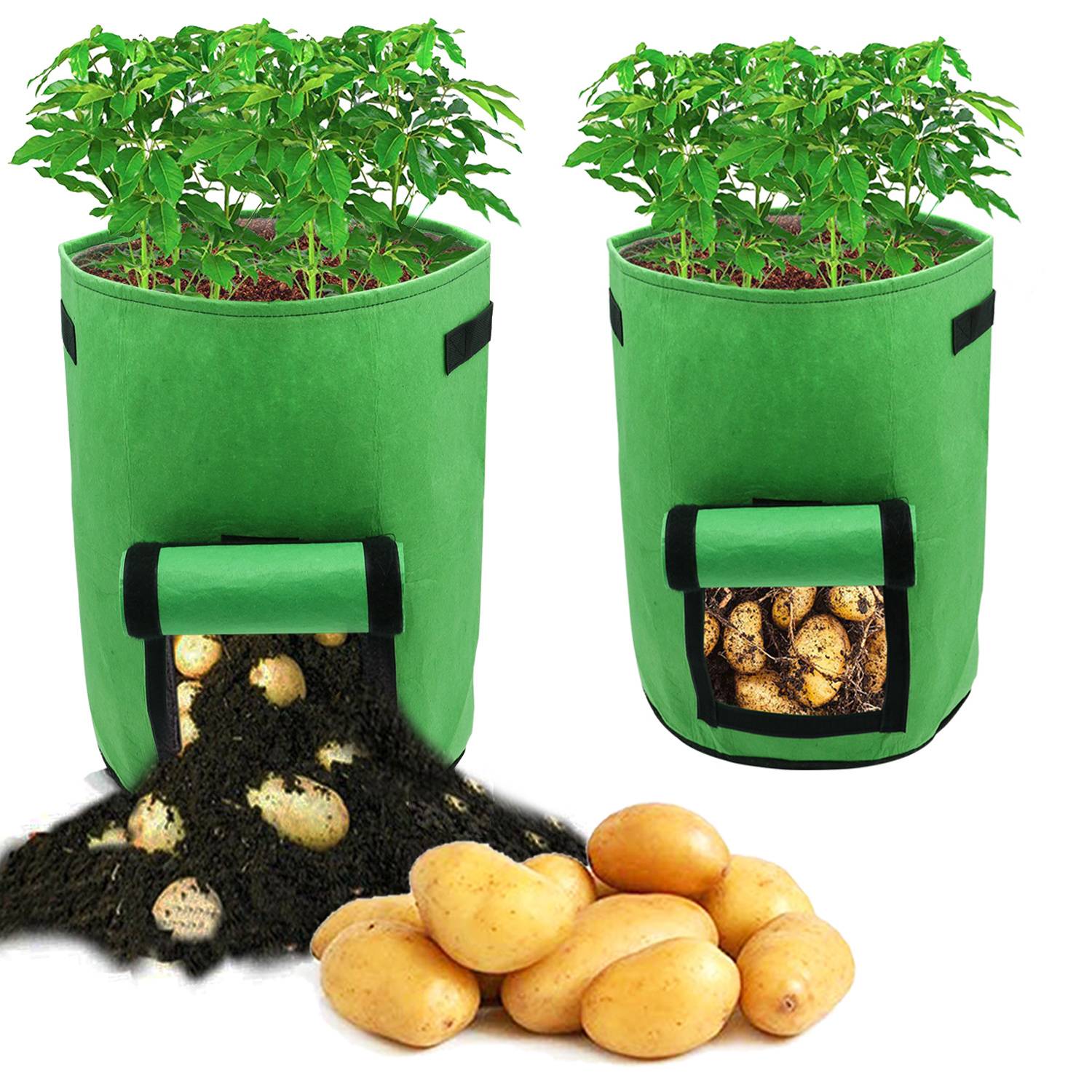 Zwei grüne Anbausäcke mit Kartoffelpflanzen; einer zeigt eine aufgeklappte Öffnung, aus der Erde und Kartoffeln herausfallen, der andere zeigt geerntete Kartoffeln im Inneren.