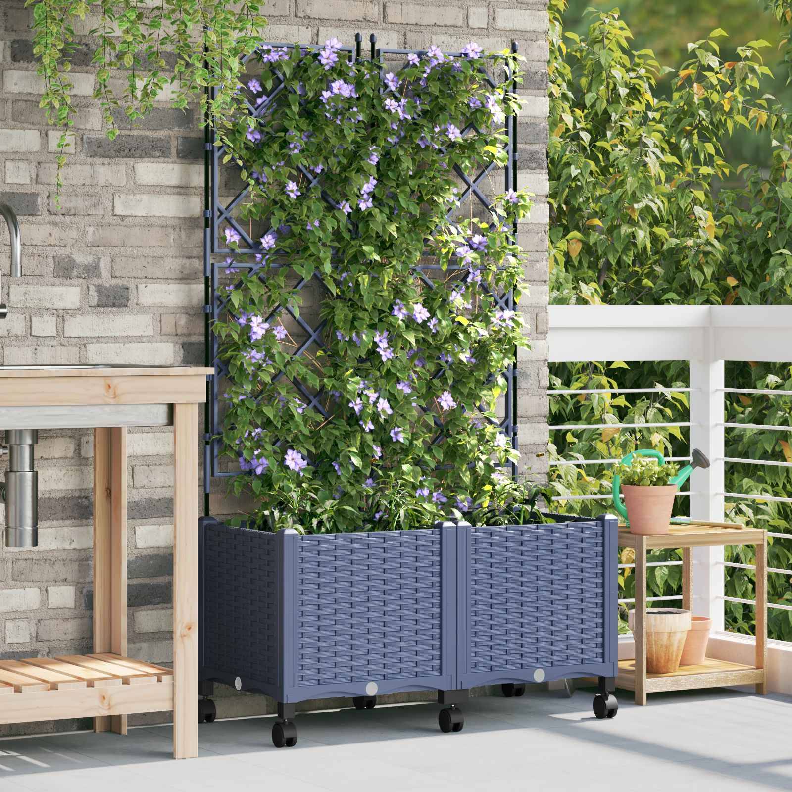 Getopfter Kletterer mit violetten Blüten, der auf einem Spalier gegen eine Backsteinmauer trainiert ist, auf einer Terrasse neben einem Tisch und einem Pflanzenständer.