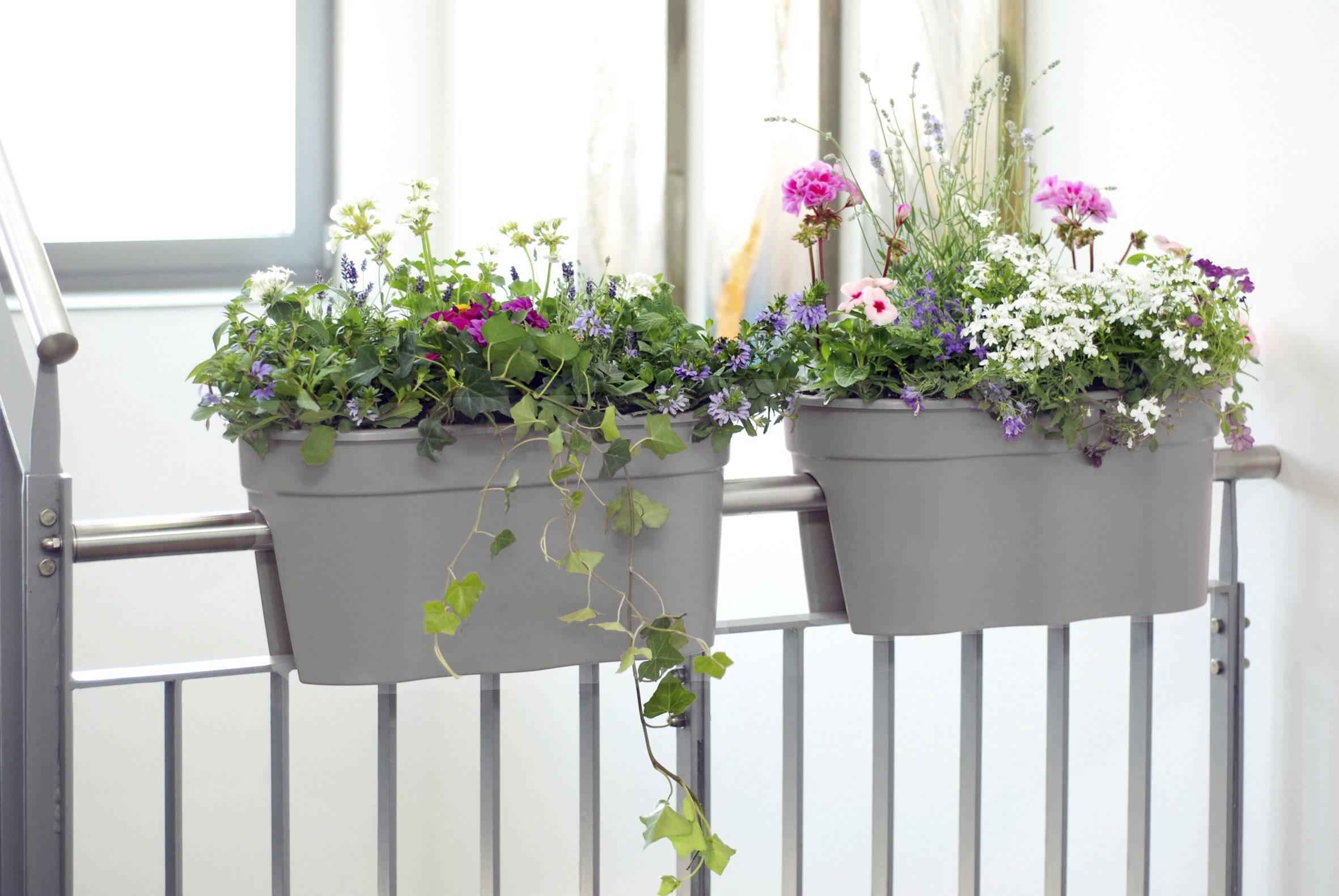 Zwei graue Balkonkastenpflanzer mit violetten, rosa und weißen Blüten sowie hängenden Grünpflanzen auf einem Balkon oder einer Terrasse.