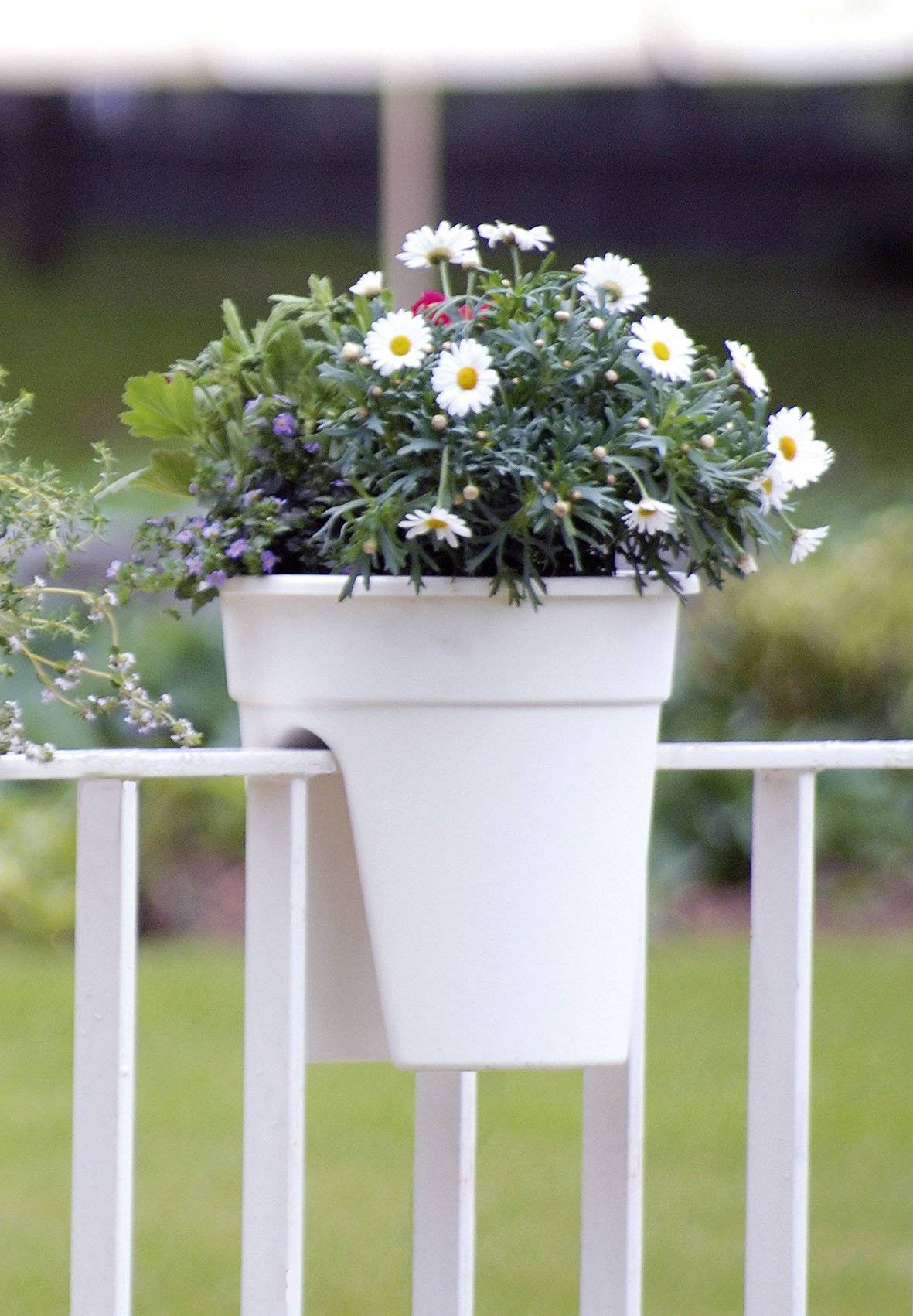 Weißer Blumenkübel an einem Zaun gefüllt mit weißen Gänseblümchen und grünem Laub in einer Gartenanlage.