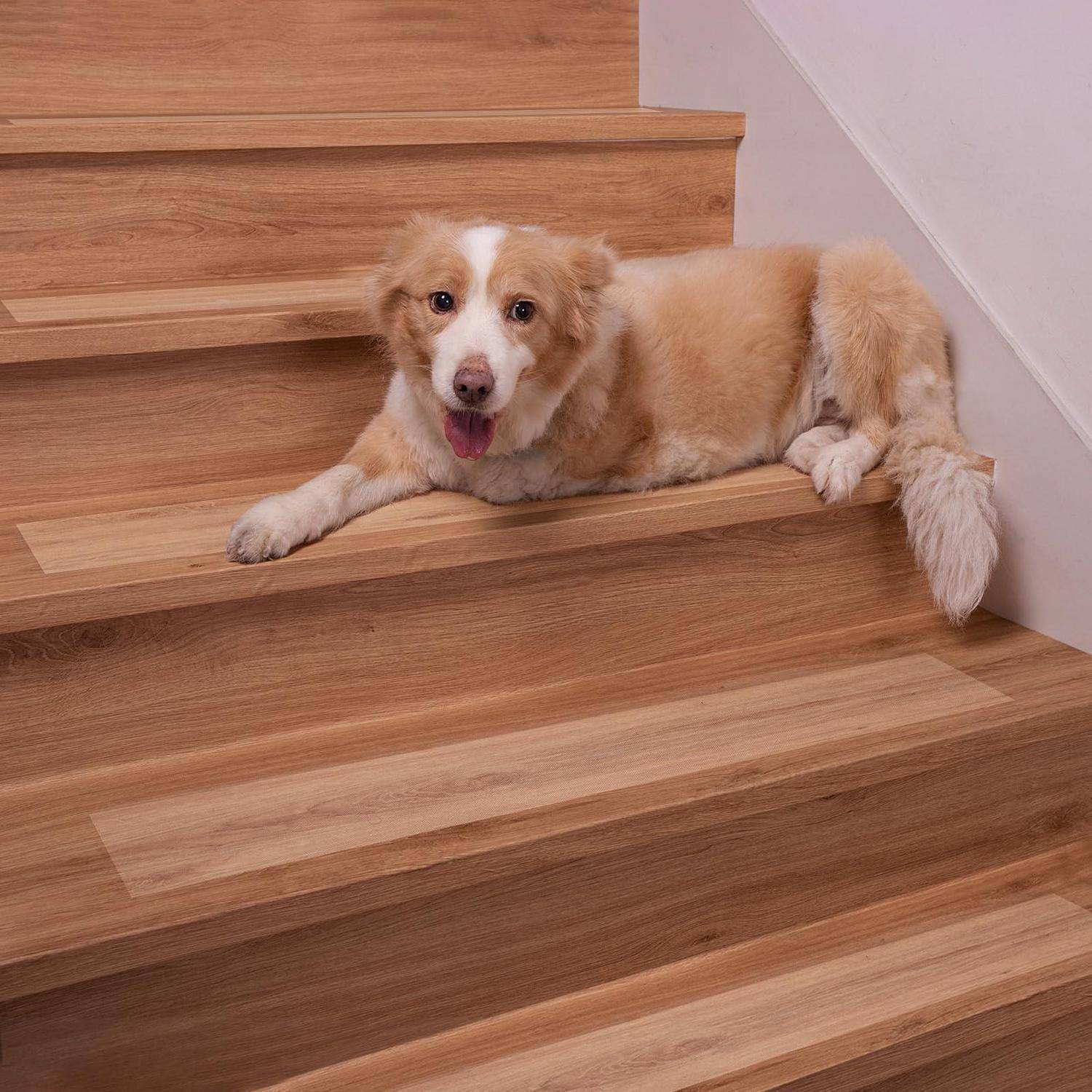 Ein flauschiger tan-weißer Hund liegt auf hölzernen Treppen und schaut mit heraushängender Zunge in die Kamera.