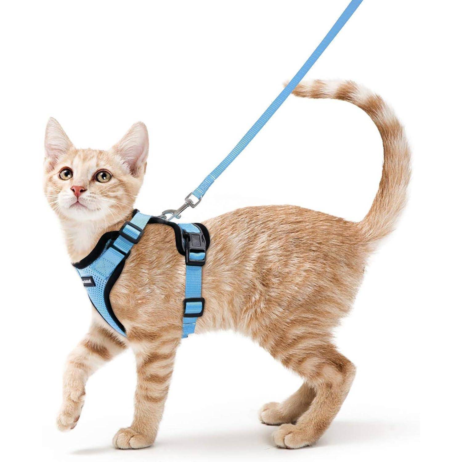 Orange-Tabby-Katze mit blauem Geschirr und Leine, stehend auf weißem Hintergrund.