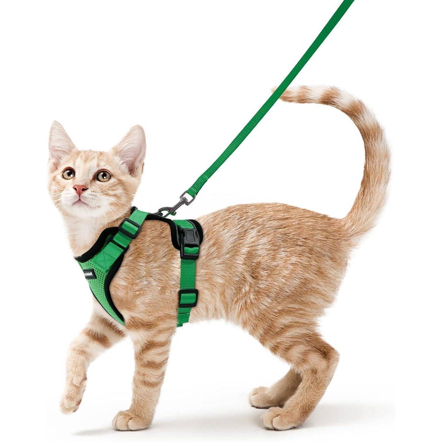 Orange-Tabby-Katze mit grünem Geschirr und Leine, stehend auf weißem Hintergrund.