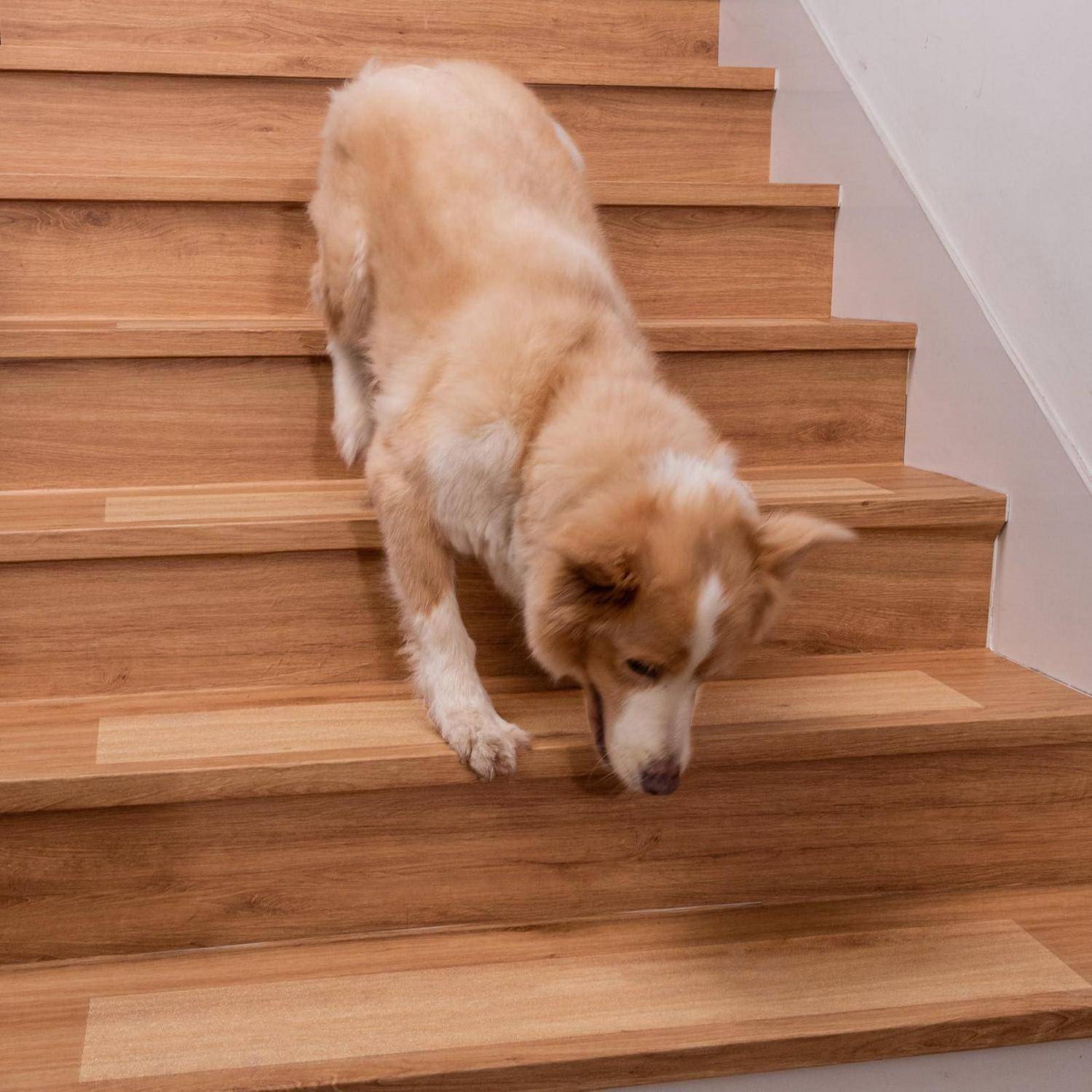 Goldener und weißer Hund, der vorsichtig eine hölzerne Innentreppe hinabsteigt, den Kopf gesenkt und die Vorderpfote ausgestreckt.
