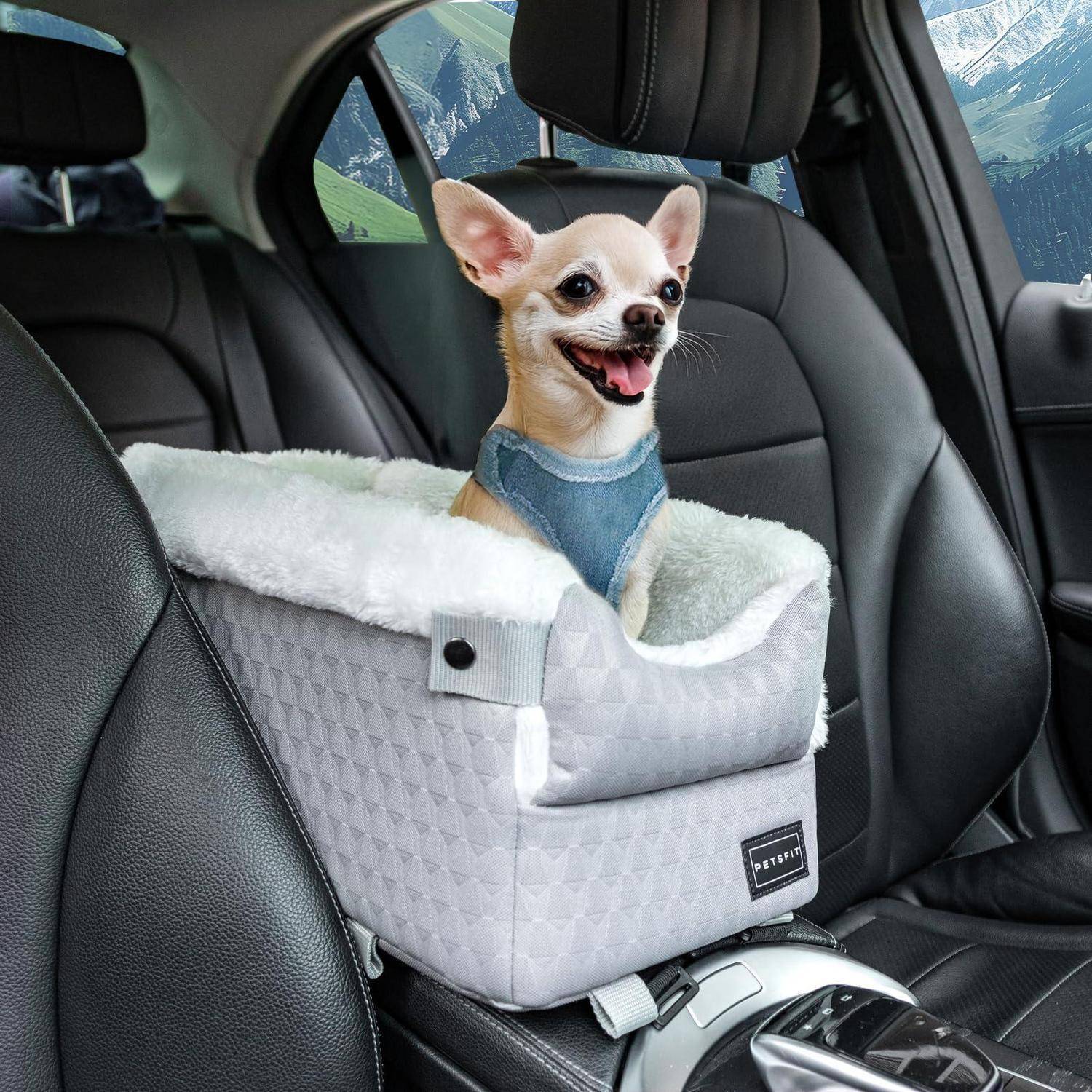 Kleiner Chihuahua in einem grauen Autositz für Haustiere auf der Rückbank eines Autos, mit einem blauen Geschirr und glücklich schauend mit herausgestreckter Zunge.