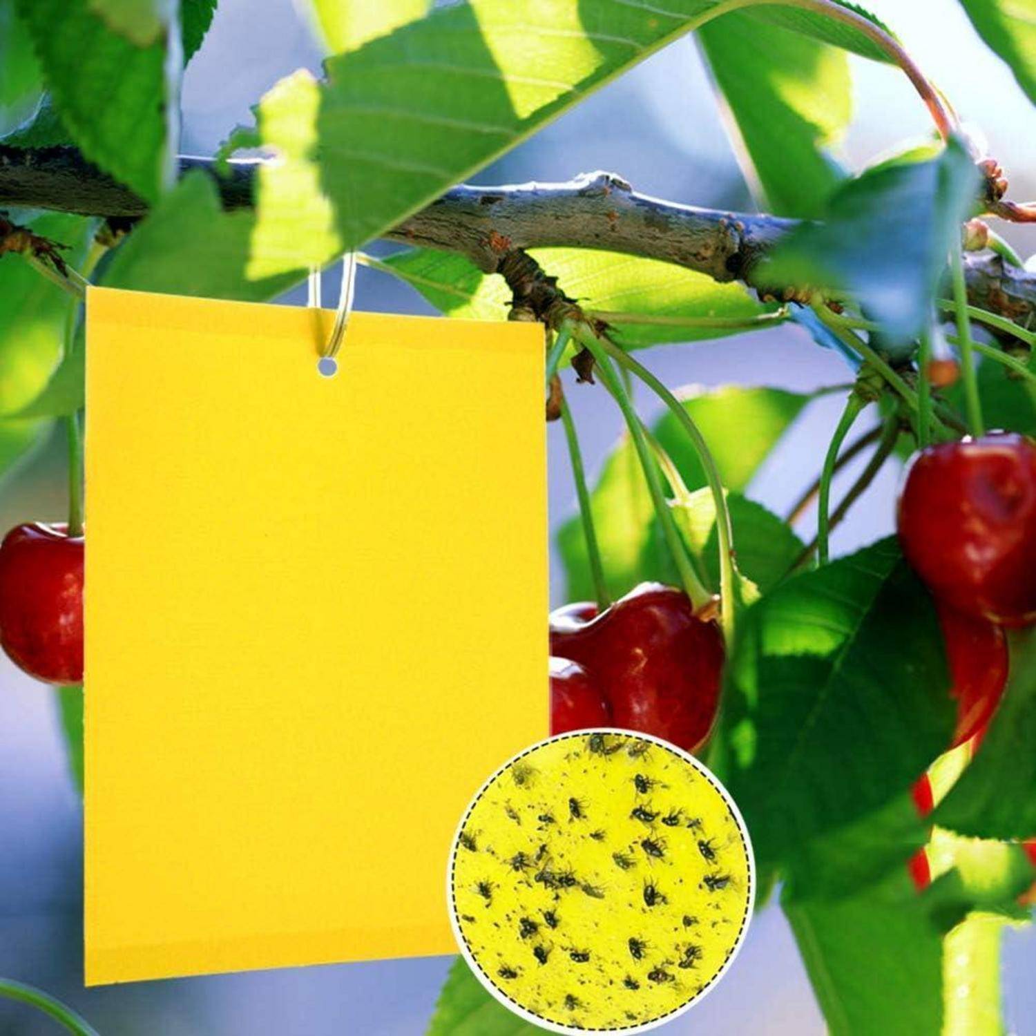 Gelbe Klebefalle, die zwischen Kirschbaumzweigen hängt und mit vielen gefangenen Insekten bedeckt ist, was auf eine Schädlingsüberwachung in einem Obstgarten hinweist.