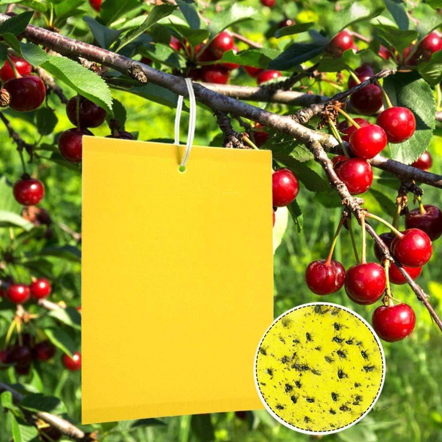 Gelbe Klebefalle an einem Kirschbaumzweig hängend, bedeckt mit kleinen schwarzen Insekten, was auf eine Schädlingsüberwachung im Obstgarten hindeutet.
