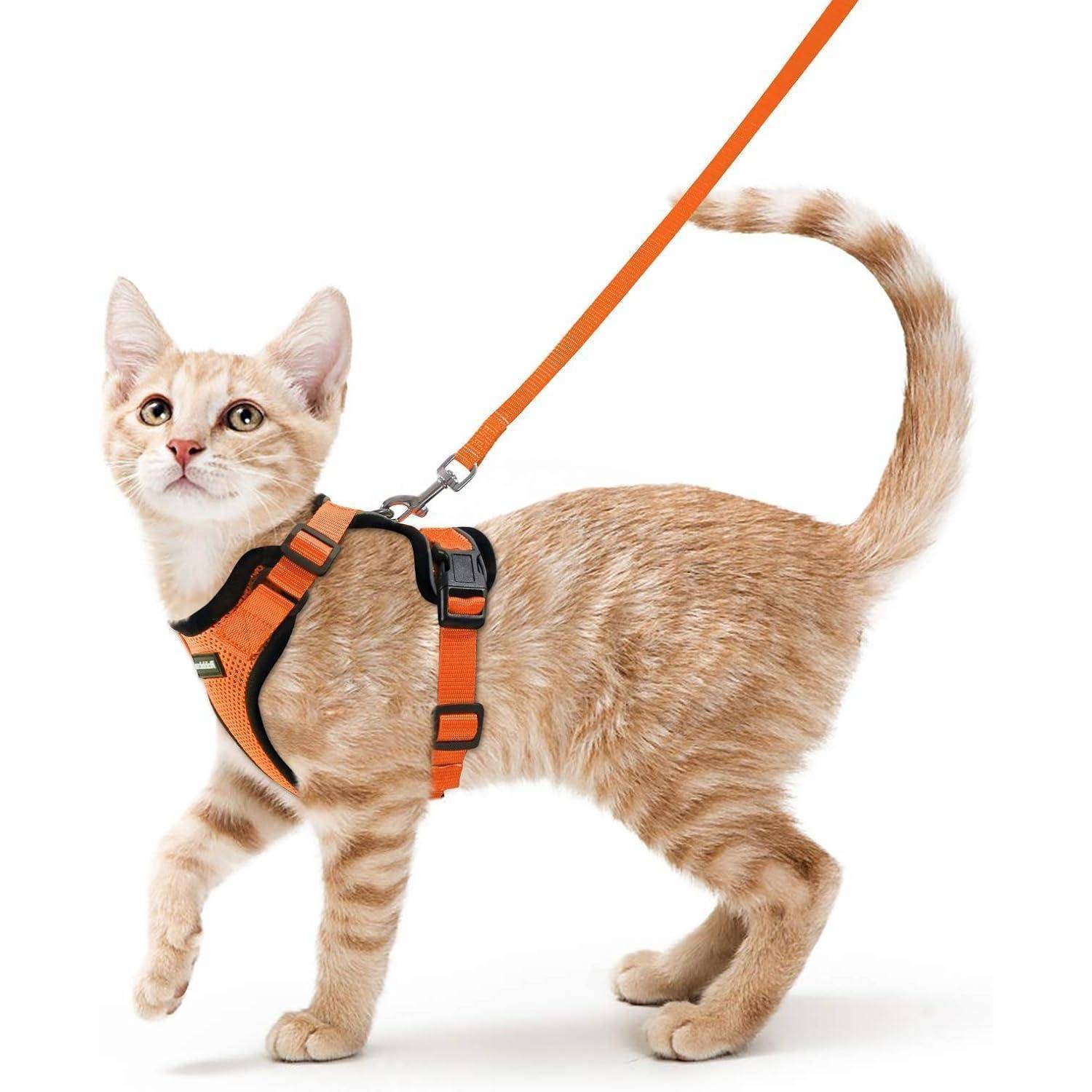 Orange-Tabby-Kätzchen mit Geschirr und Leine, das auf weißem Hintergrund steht.