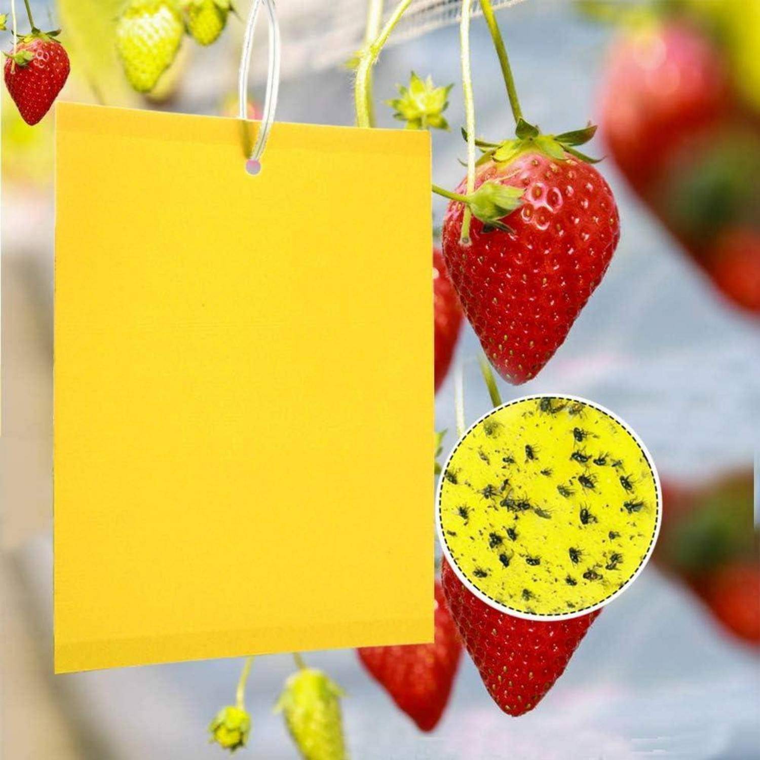 Erdbeeren, die an einer Pflanze hängen, werden mit einer gelben Klebefalle gezeigt, die viele kleine Insekten fängt, wahrscheinlich zur Schädlingsüberwachung.