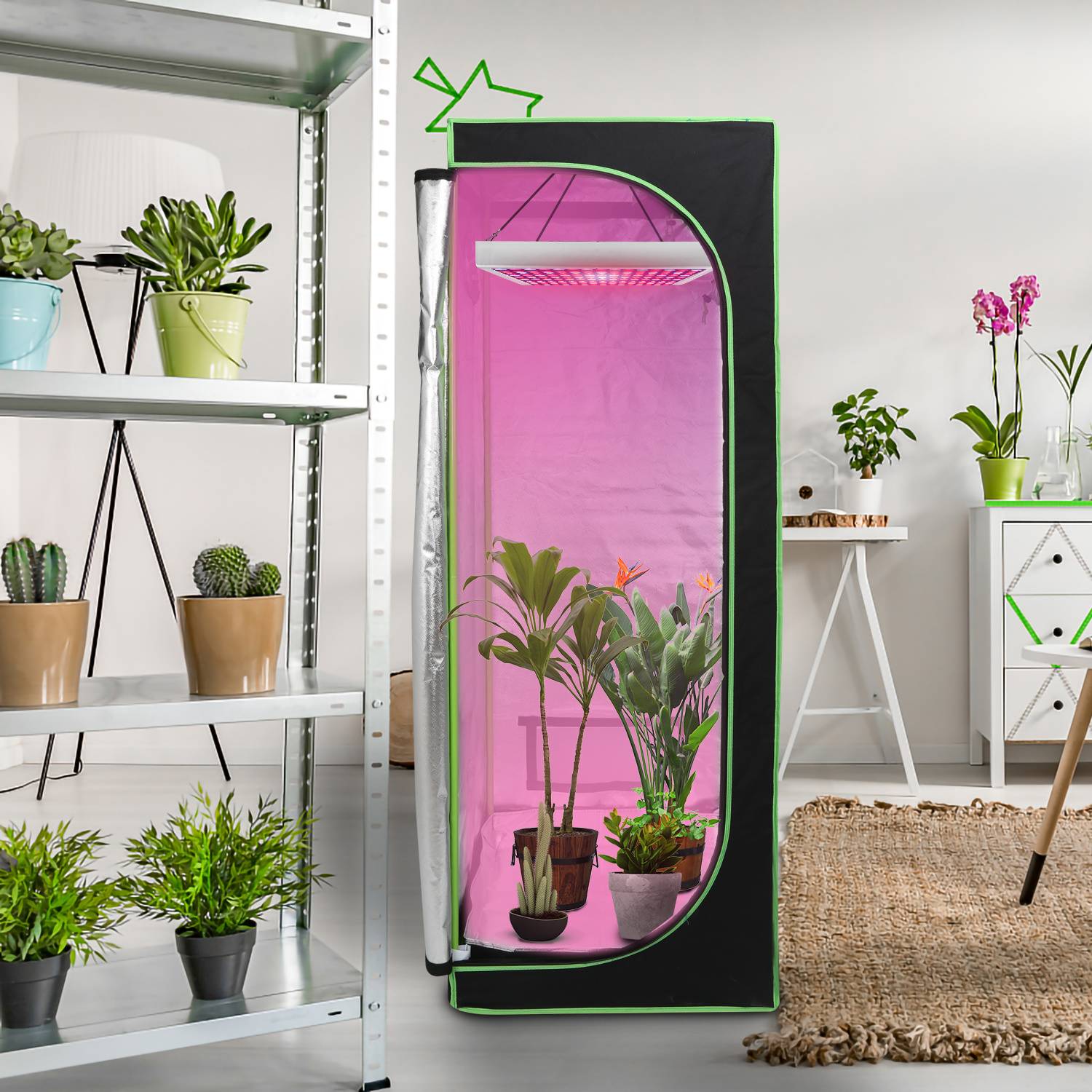 Innenzelt zum Anbau von Zimmerpflanzen mit rosa Wachstumslicht, in dem sich Töpfe mit Sämlingen und Blumen befinden, in einem Zimmer mit Regalen voller Zimmerpflanzen