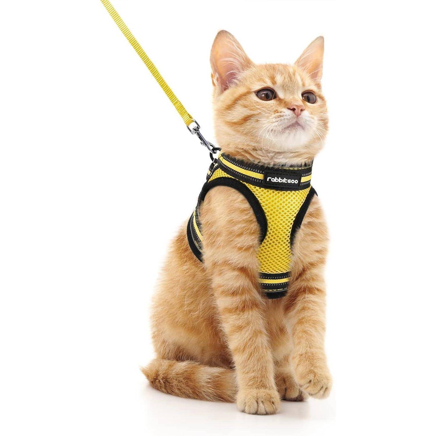 Orange Tabby Kätzchen, das ein gelb-schwarzes Geschirr mit Leine trägt, sitzt auf weißem Hintergrund.