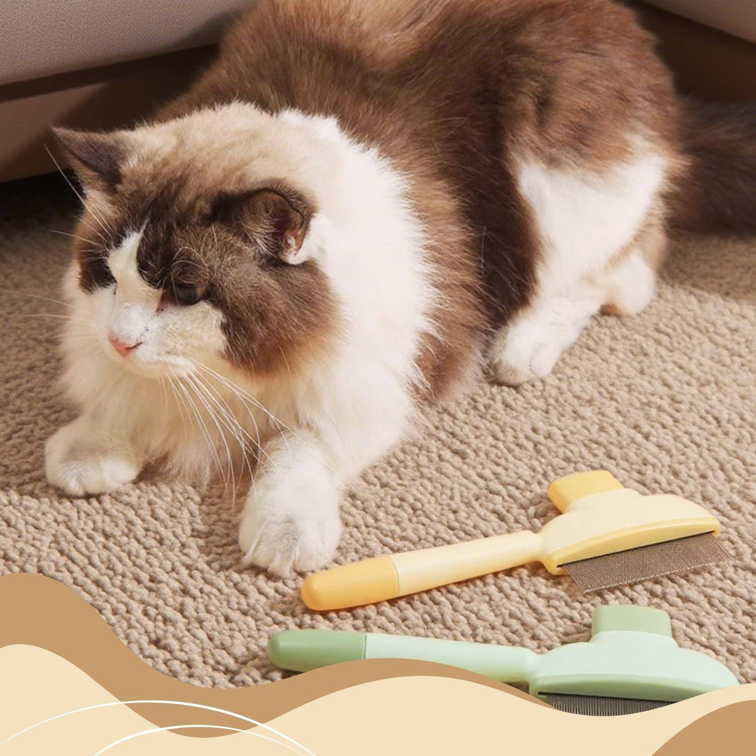 Flauschige braun-weiße Katze kauert auf dem Teppich neben zwei Haustierpflegekämmen.
