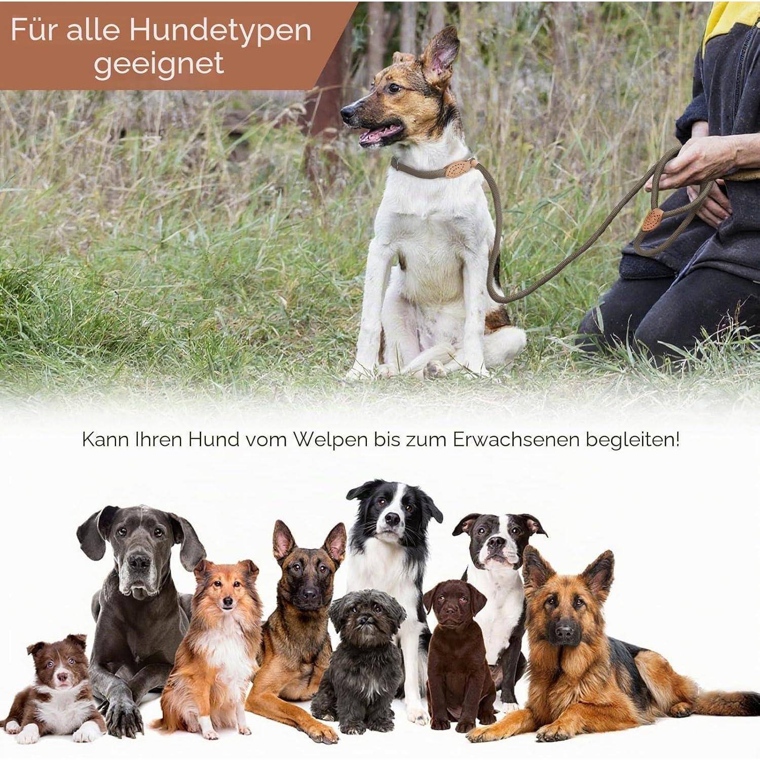 Retrieverleine mit Zugstopp & Hundebürste – 150cm Hundeleine mit Halsband, einstellbare Anti-Würgen Trainingsleine für kleine & mittlere Hunde, 2