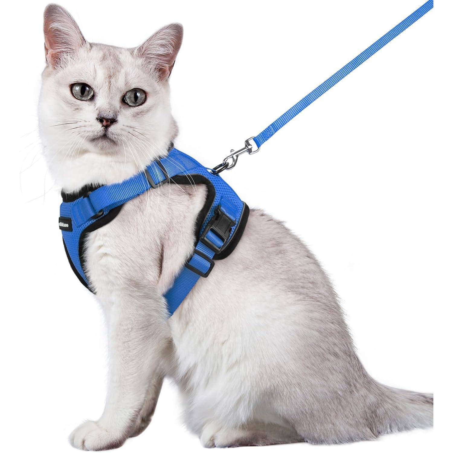 Weiße Katze, die ein blaues Geschirr mit passendem Leine trägt, auf weißem Hintergrund posiert.