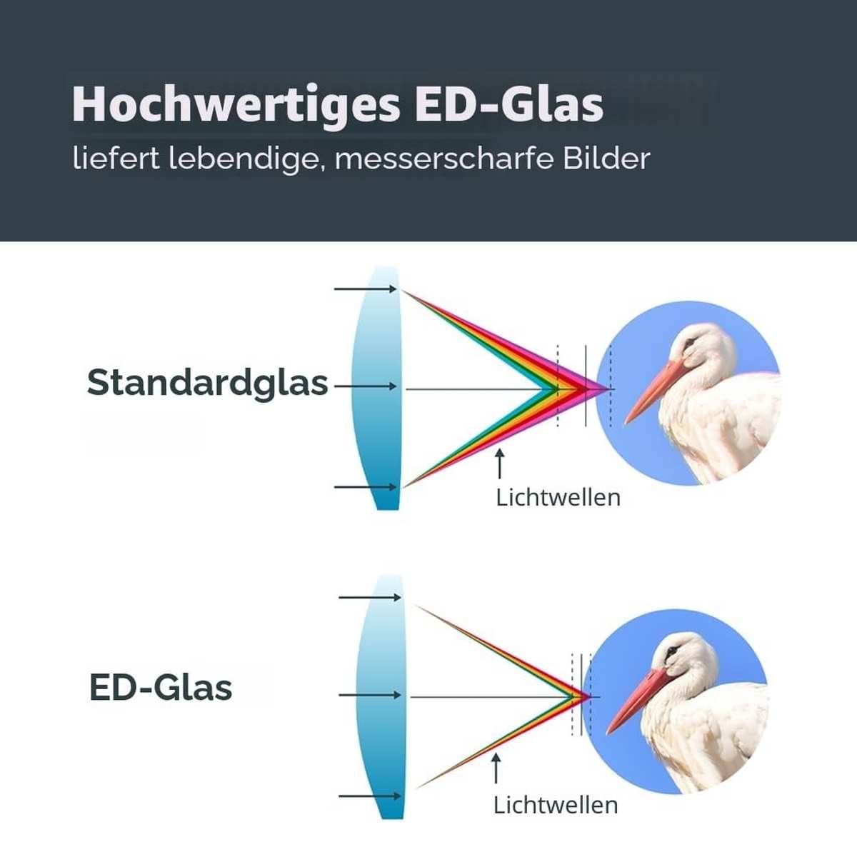 Diagramm zum Vergleich von Standardglas und ED-Glas: ED-Glas fokussiert das Licht präziser und erzeugt ein schärferes, farbgenaueres Bild eines Storches.