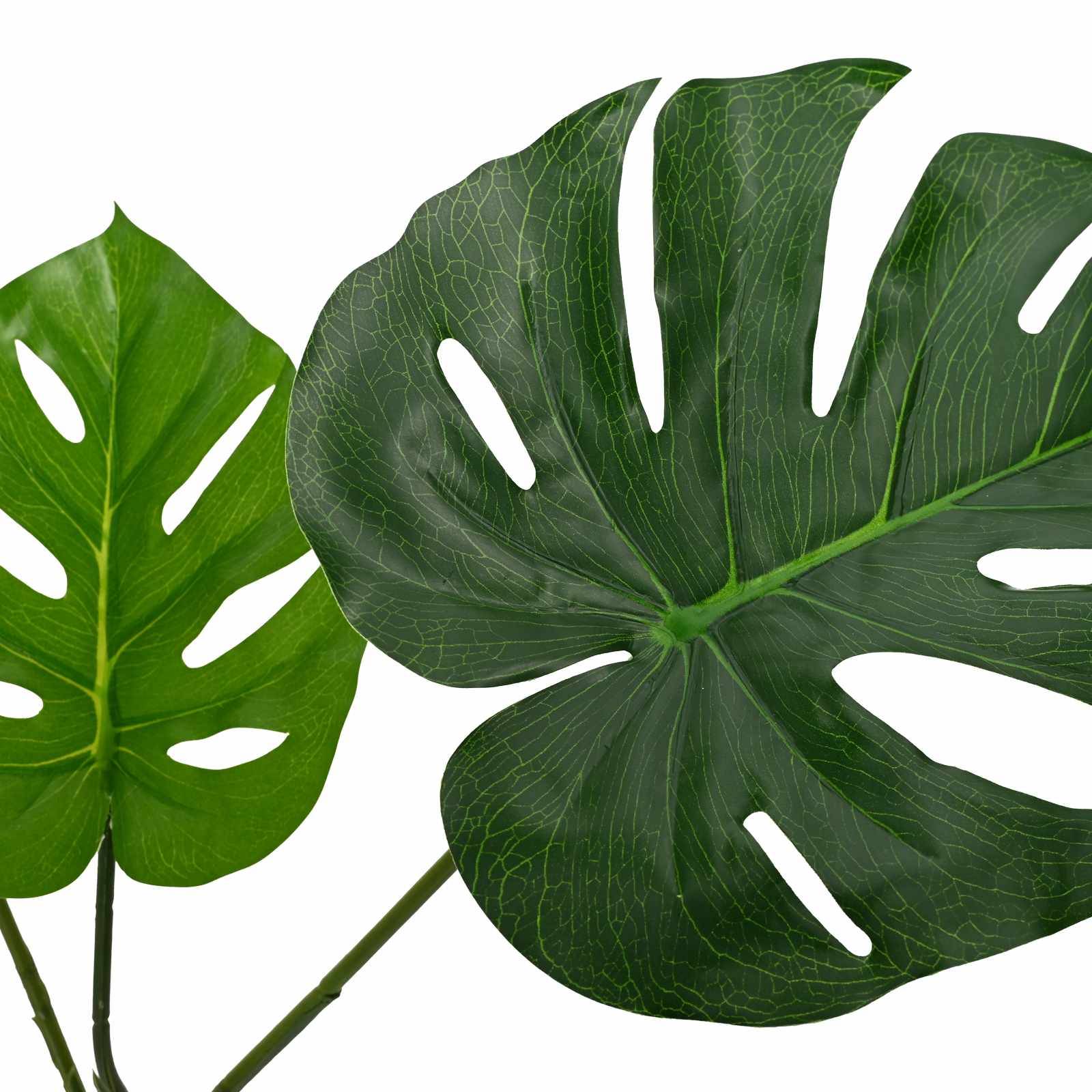 Zwei große Monstera-Blätter, eines hellgrün und eines dunkelgrün, auf weißem Hintergrund.