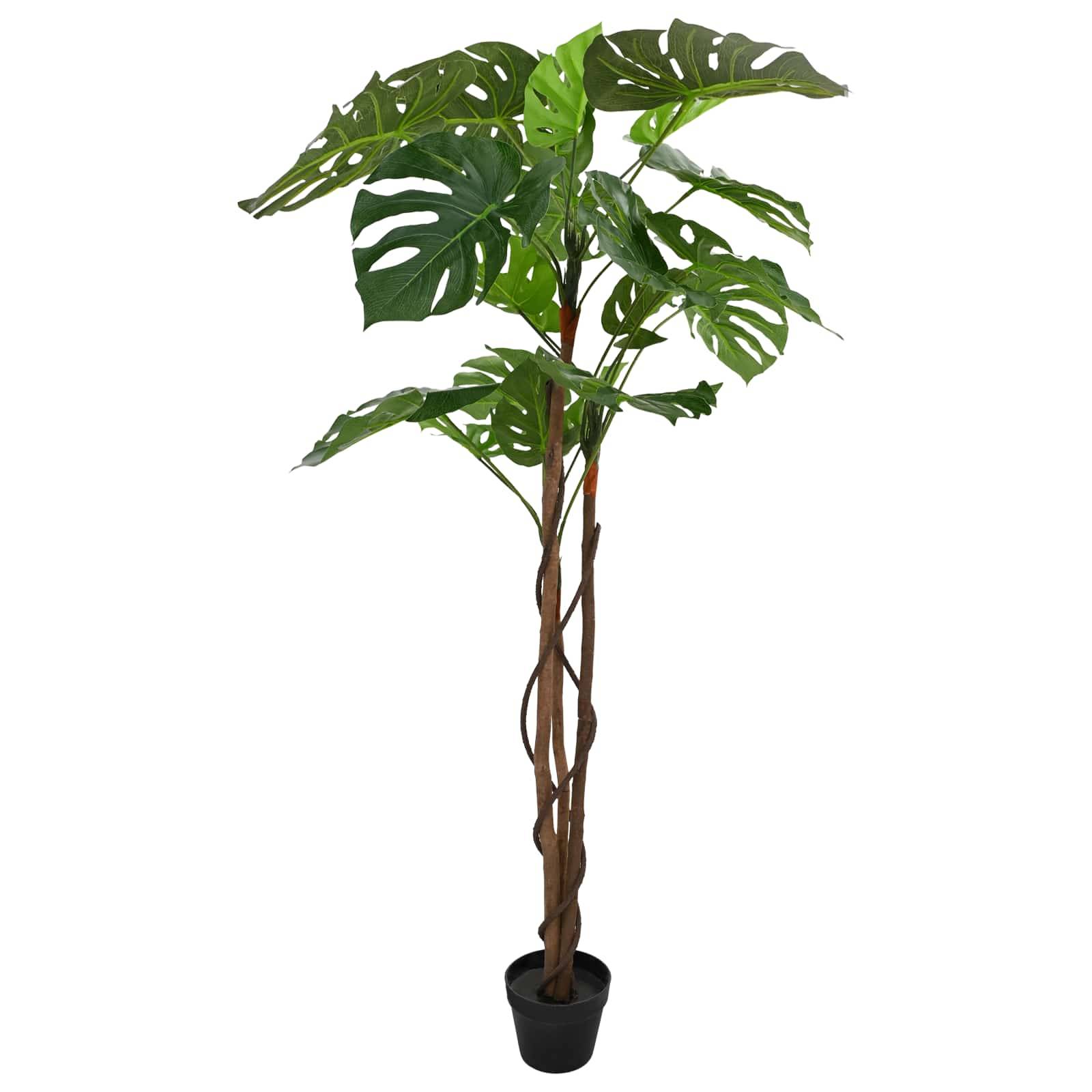 Große Topfpflanze Monstera mit gespaltenen grünen Blättern und geflochtenen braunen Stängeln auf weißem Hintergrund.