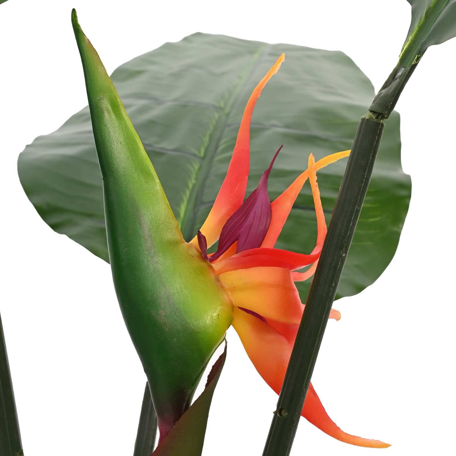 Nahaufnahme einer Paradiesvogelblütenknospe mit orange-roten Blütenblättern, hinterlegt von einem großen grünen Blatt und Stiel auf weißem Hintergrund.