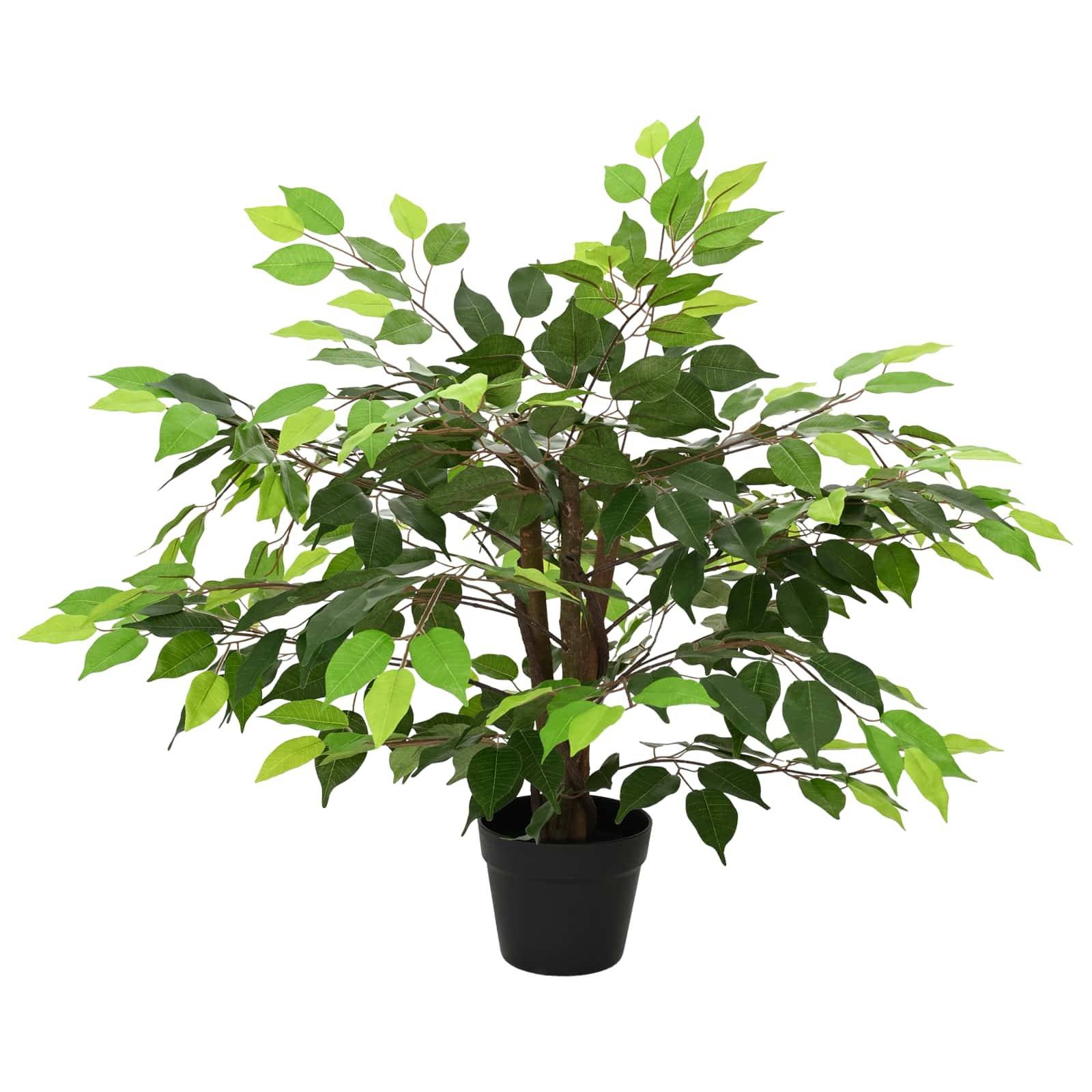 Getopfter Innenbaum mit dichten dunkelgrünen und hellgrünen Blättern auf weißem Hintergrund.