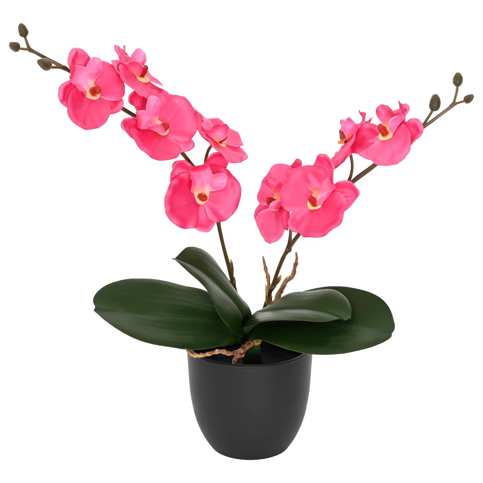 Getopfte rosa Orchidee mit mehreren Blüten und breiten grünen Blättern auf weißem Hintergrund.
