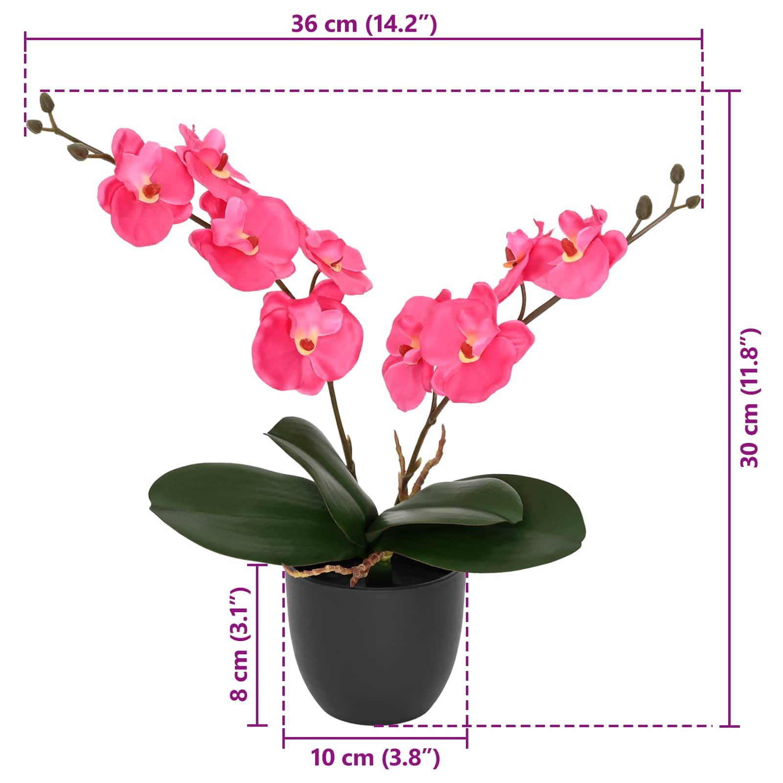 Rosa Orchideenpflanze in einem schwarzen Topf, abgebildet mit Größenmessungen: 36 cm breit und 30 cm hoch, Topf 10 cm breit und 8 cm hoch.