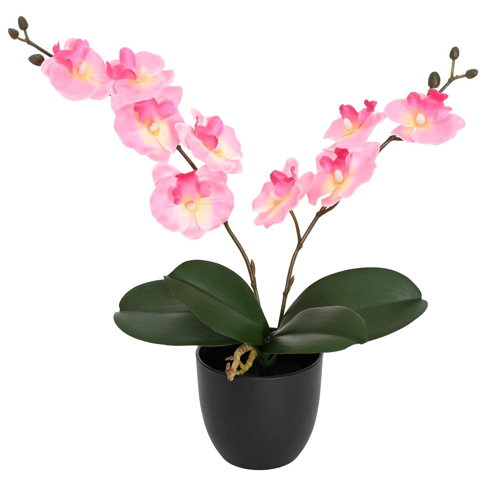 Rosa Orchideenblüten in einem schwarzen Topf mit breiten grünen Blättern, isoliert auf weißem Hintergrund.