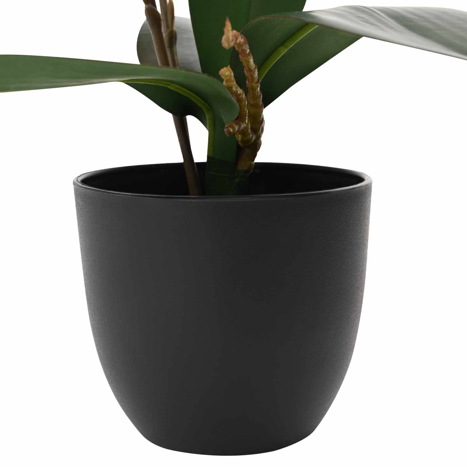 Getopferte grüne Pflanze in einem matten schwarzen runden Blumentopf auf weißem Hintergrund.