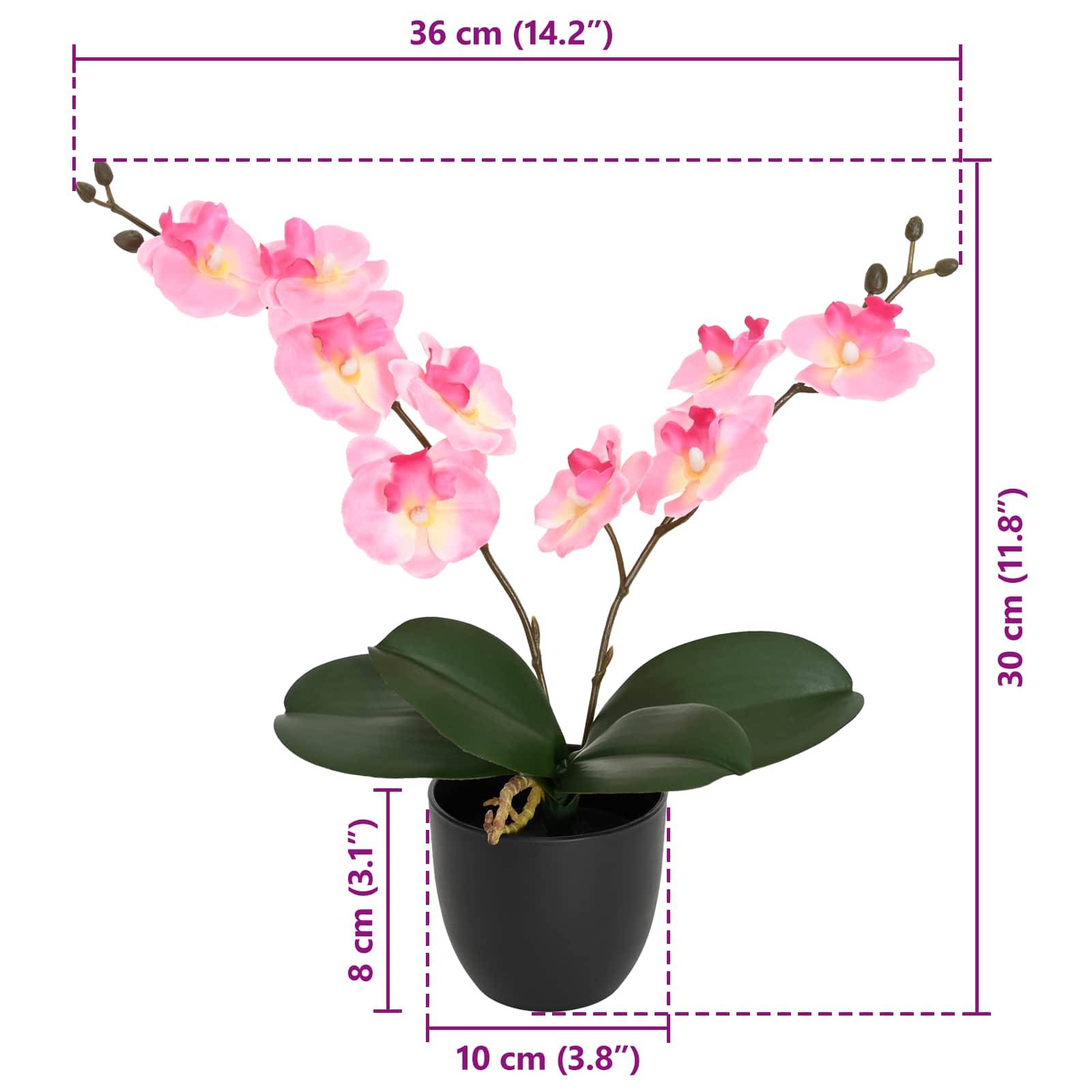 Rosa Orchideenpflanze in einem schwarzen Topf, gezeigt mit den Abmessungen 36 cm breit, 30 cm hoch und 10 cm Topfdurchmesser.