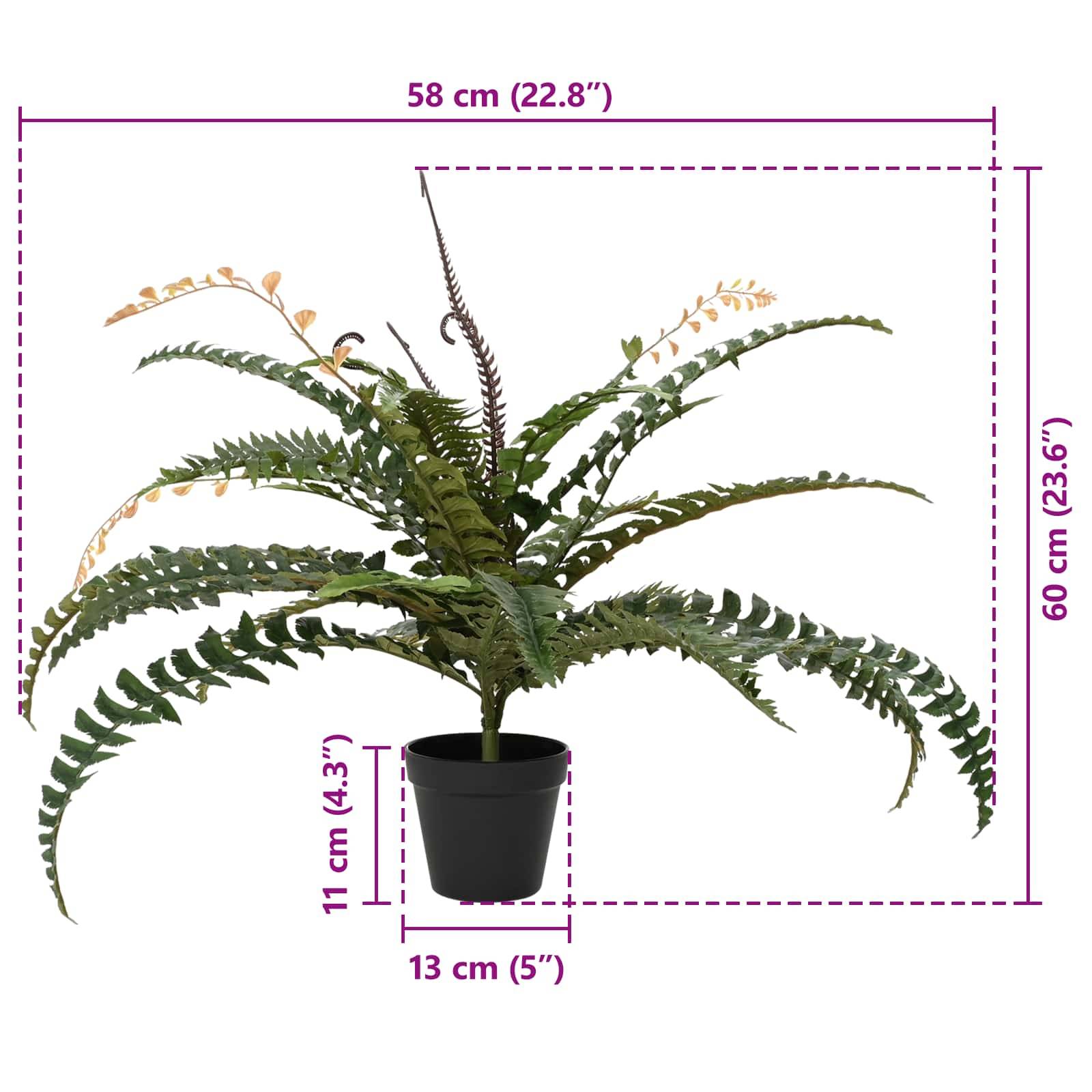 Farnpflanze im Topf mit folgenden Abmessungen: 58 cm breit, 60 cm hoch, Topf 13 cm breit und 11 cm hoch.