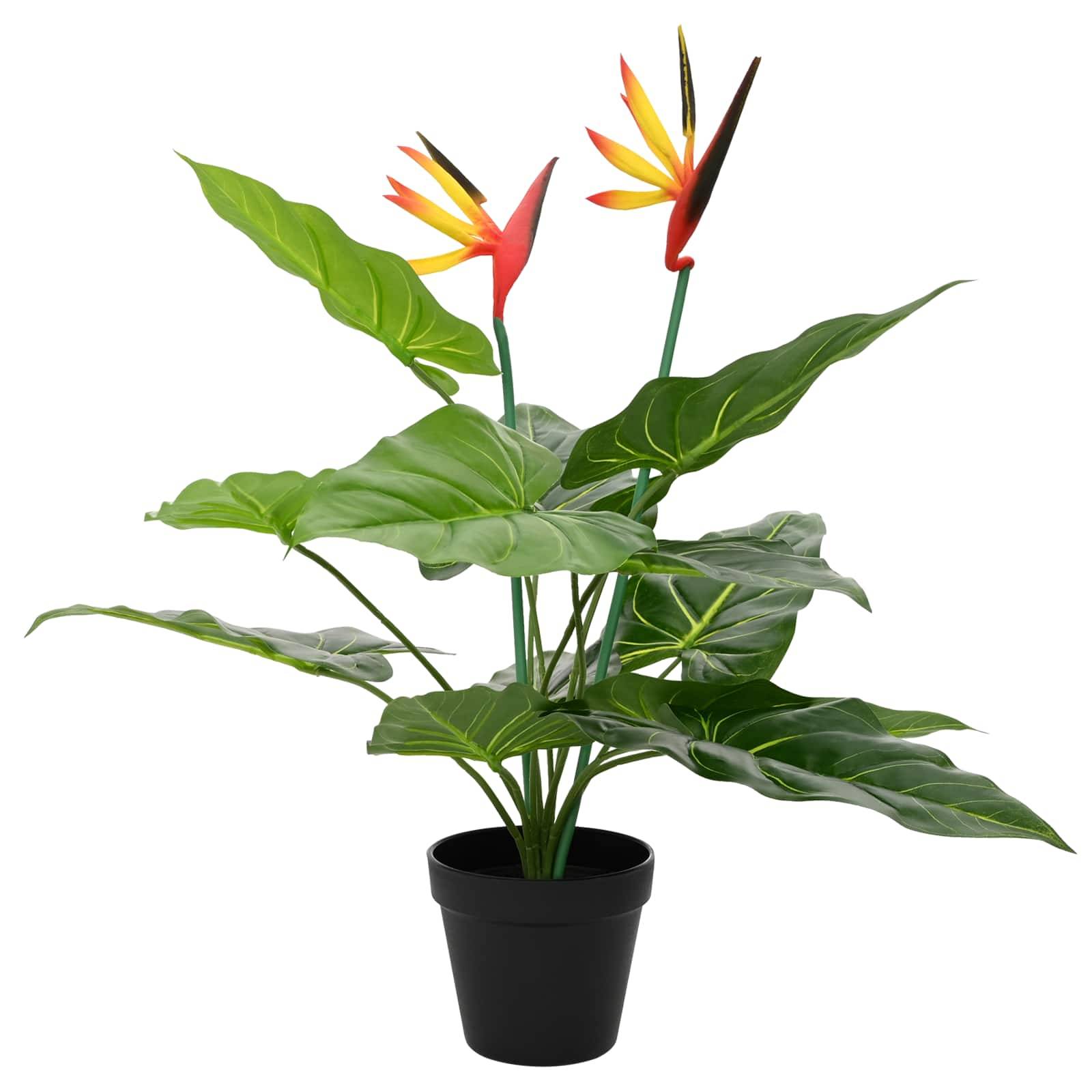 Getopfte tropische Pflanze mit breiten grünen Blättern und orange-roten Strelitzien-Blüten auf weißem Hintergrund.