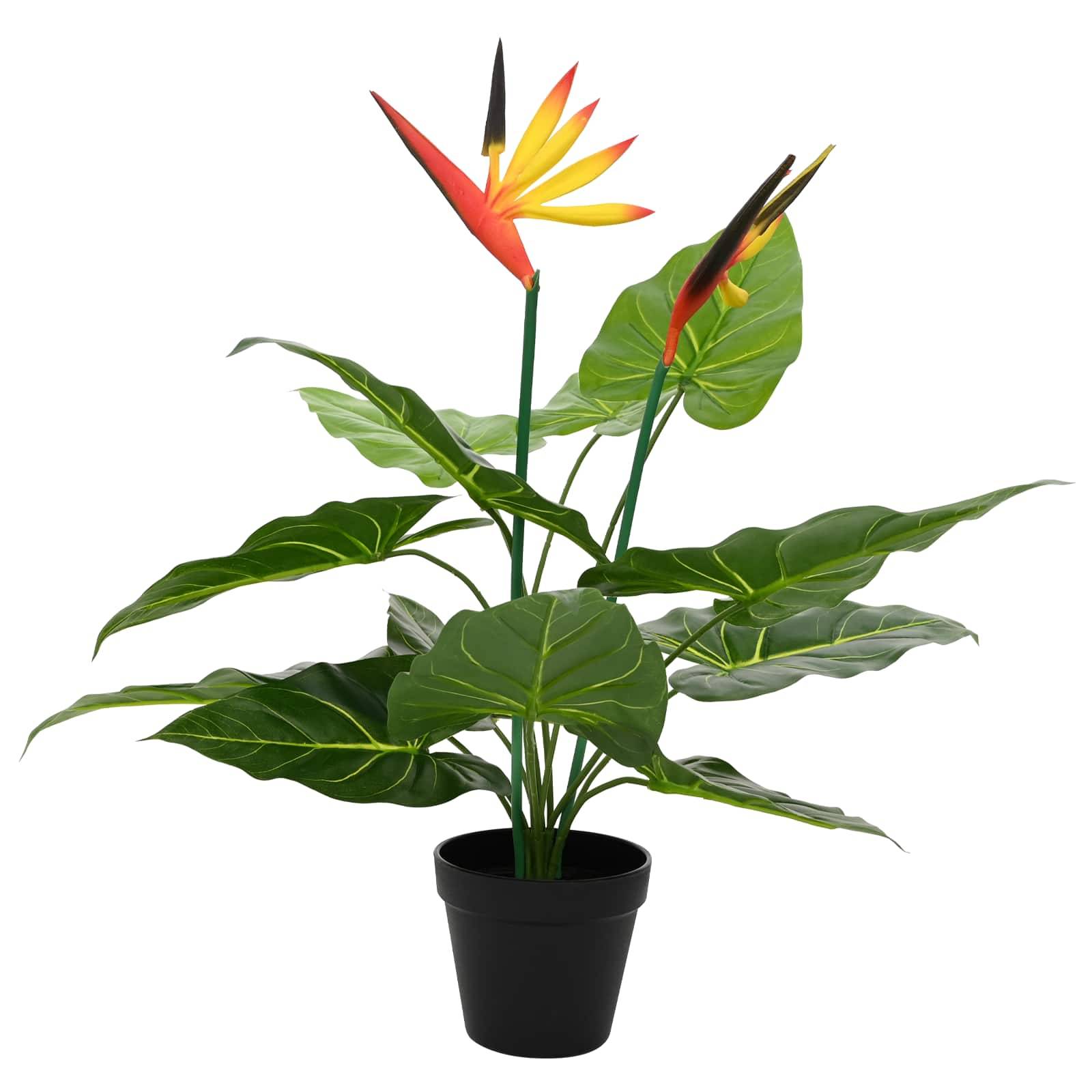 Topf-Strelitzie mit breiten grünen Blättern und orange-gelben Blüten auf weißem Hintergrund.