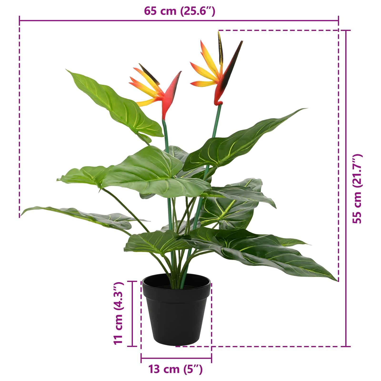 Getopfter Paradiesvogelblüte mit orangegelben Blüten; gekennzeichnete Abmessungen: 65 cm breit, 55 cm hoch, 13 cm Topfdurchmesser, 11 cm Topfhöhe.