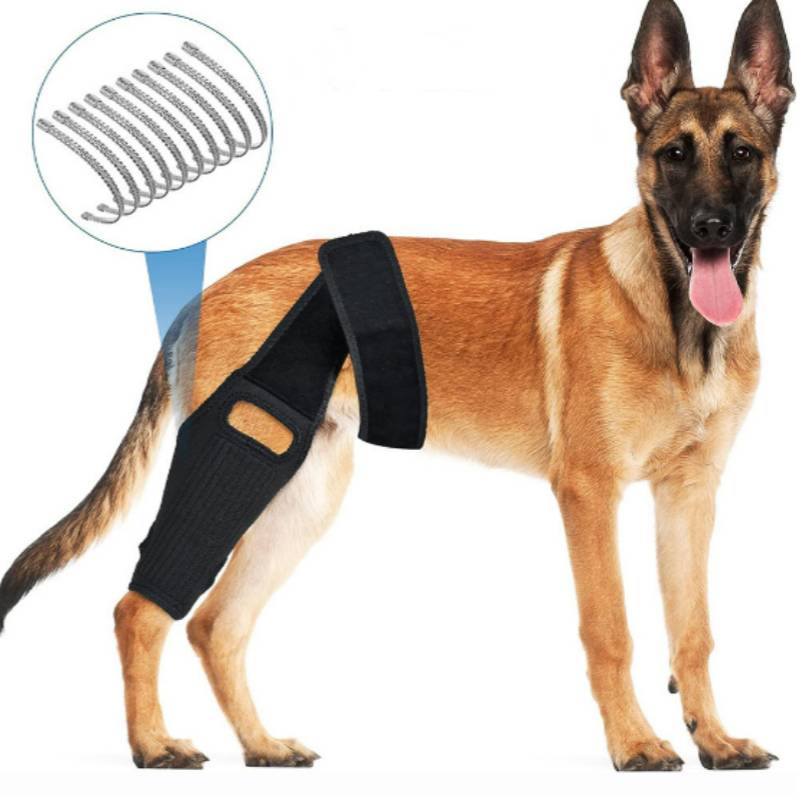 Deutscher Schäferhund mit einer schwarzen Stützbandage für die Hinterbeine, mit einer Beschriftung, die die inneren Federwindungen der Bandage zeigt
