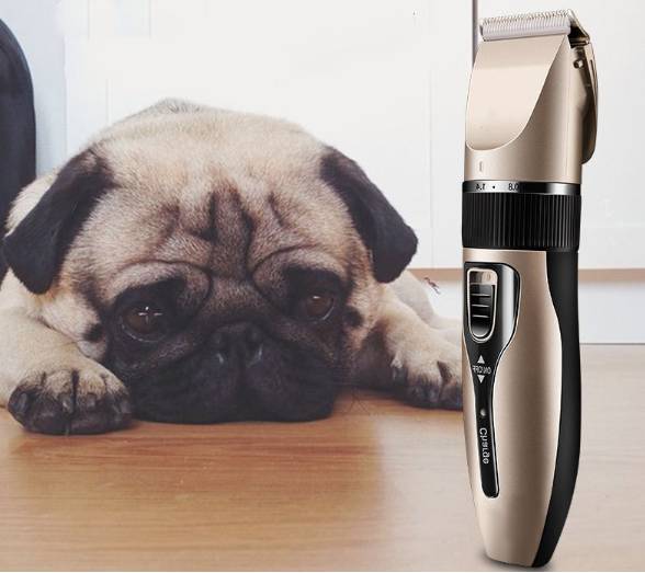 Trauriger Mops, der auf einem Boden neben einer schnurlosen Haarschneidemaschine liegt, was auf Haustierpflege oder Haarschnitt hindeutet.