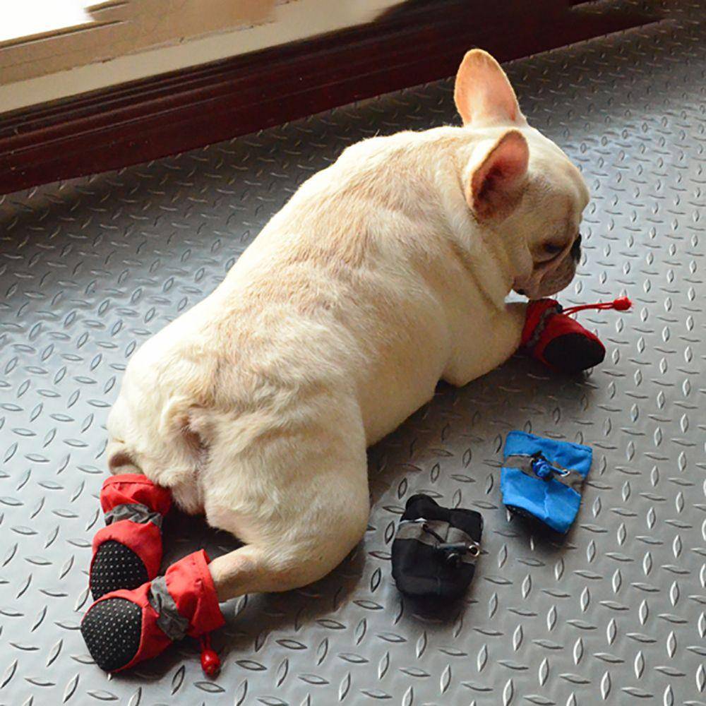 Kleine cremefarbene französische Bulldogge liegt auf einem Metallfußboden, trägt rote Stiefelchen und schnüffelt an einem Spielzeug, mit zwei weiteren Stiefelchen in der Nähe.