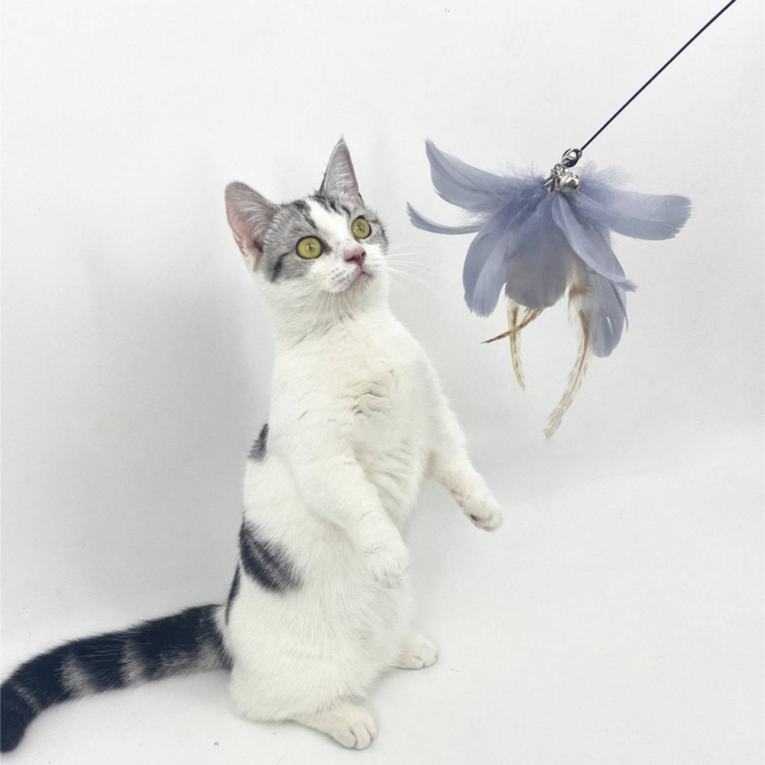 Weiß-grau gefleckte Katze steht aufrecht und schaut auf ein baumelndes Federspielzeug vor weißem Hintergrund nach oben.
