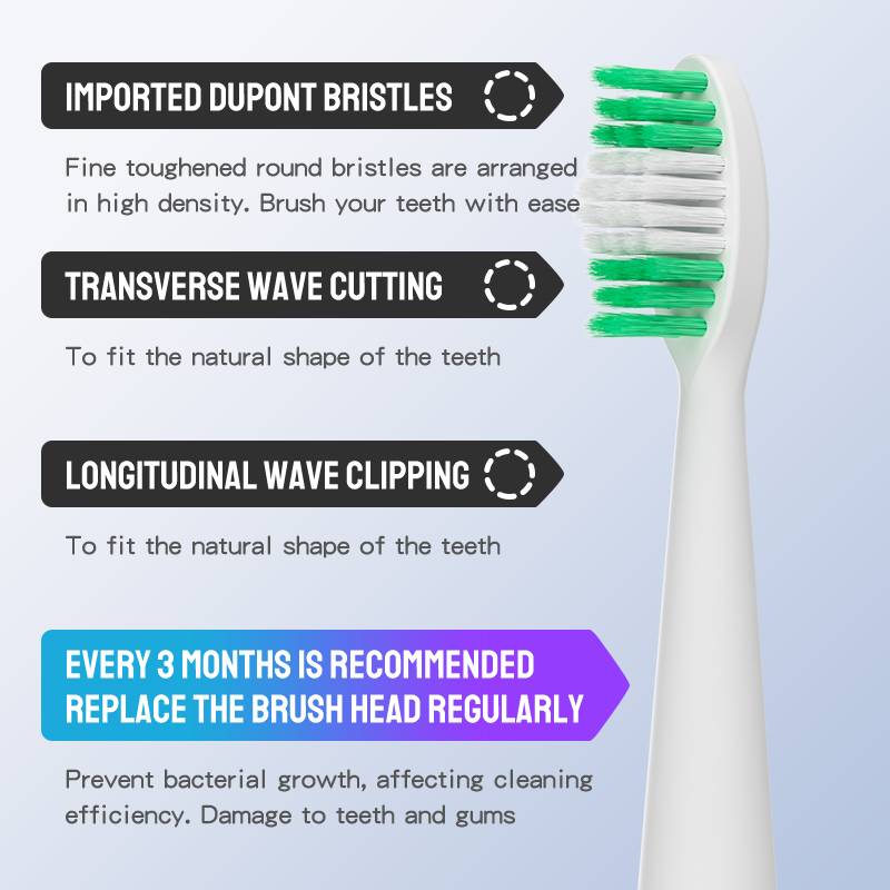Infografik eines Zahnburstenkopfes mit Hervorhebung von importierten Dupont-Borsten, wellenschnittförmiger Gestaltung und einem Hinweis zum Austausch des Bürstenkopfes alle 3 Monate.