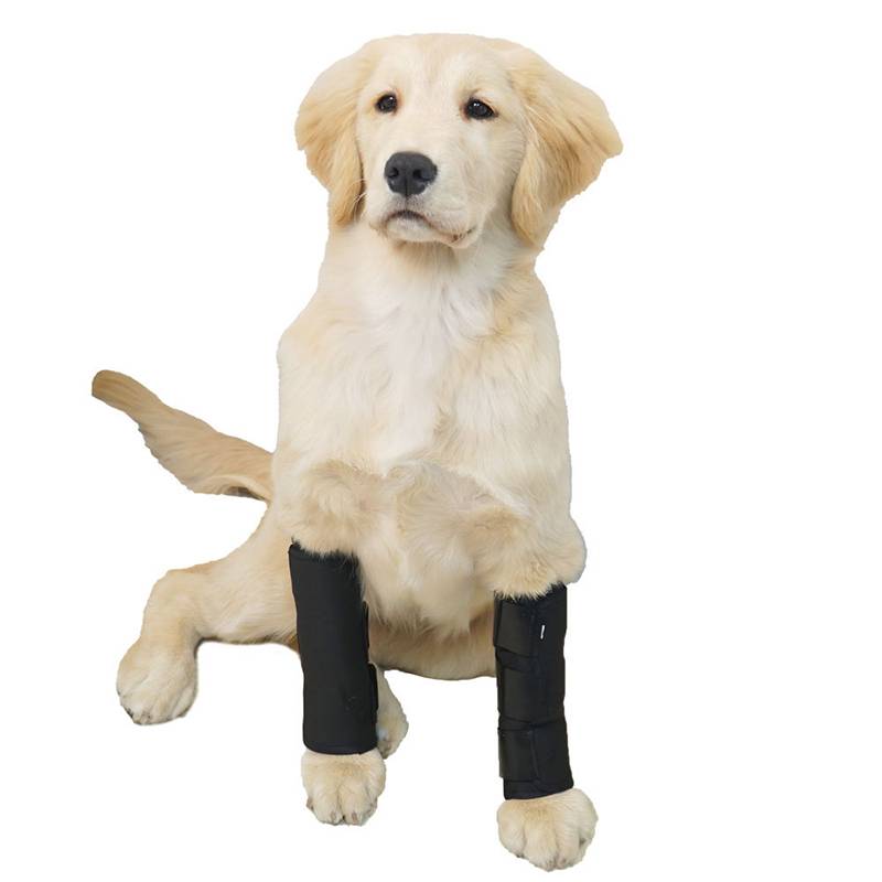 Goldener Retriever-Welpe sitzt auf weißem Hintergrund mit schwarzen Verbänden oder Zahnspangen an beiden Vorderbeinen.