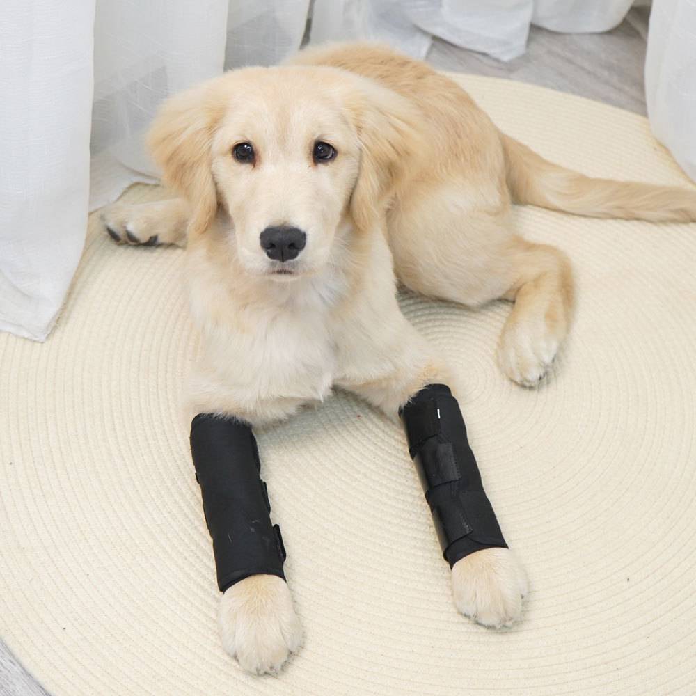 Golden Retriever liegt auf einem cremefarbenen Teppich mit beiden Vorderbeinen in schwarzen medizinischen Verbänden oder Schienen.