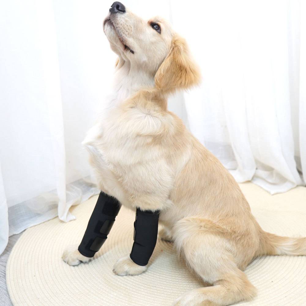 Goldenretriever-Welpe, der drinnen sitzt, beide Vorderbeine in schwarzen Gipsverbänden, blickt nach oben vor einem weißen Gardinenhintergrund.
