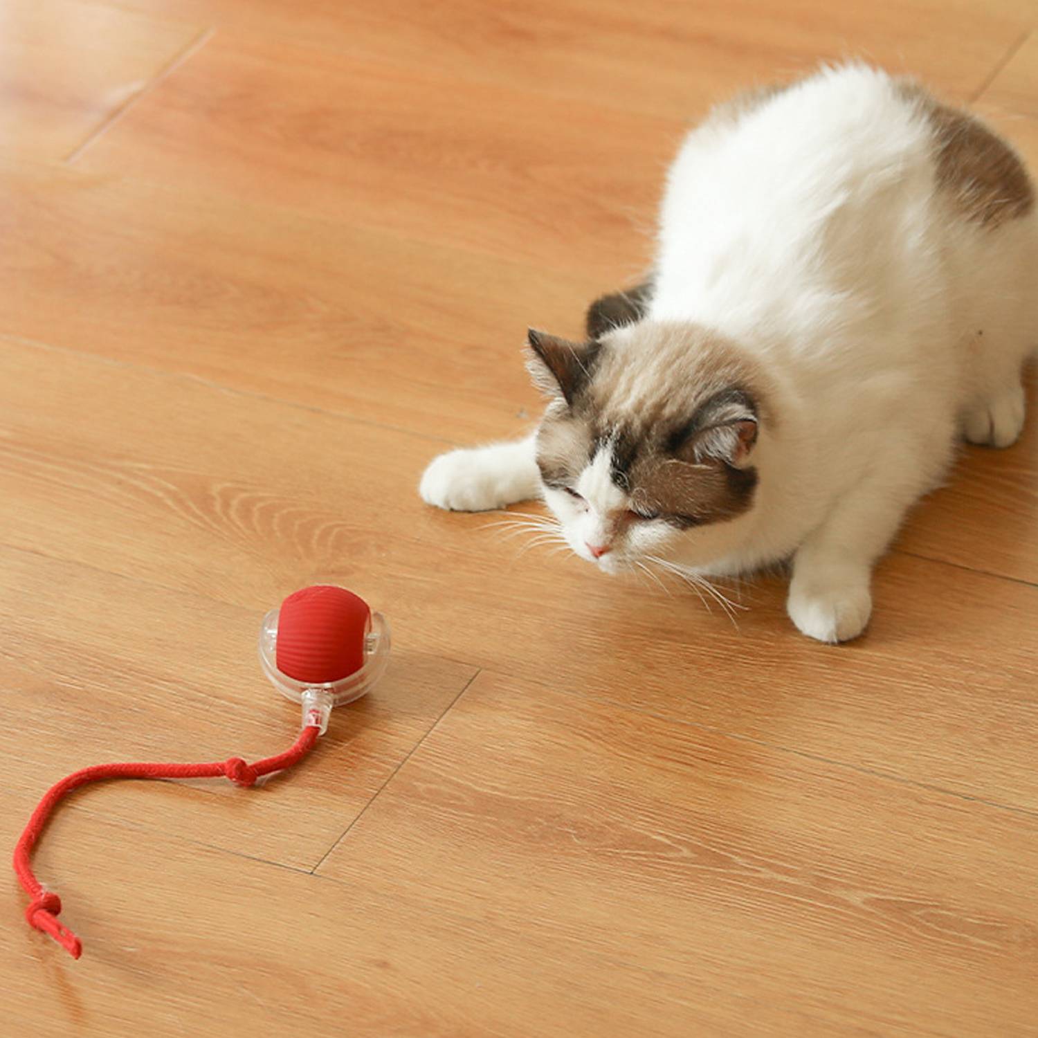 Eine Katze kauert auf einem Holzboden und starrt auf ein kleines rotes Spielzeug mit einer Schnur.